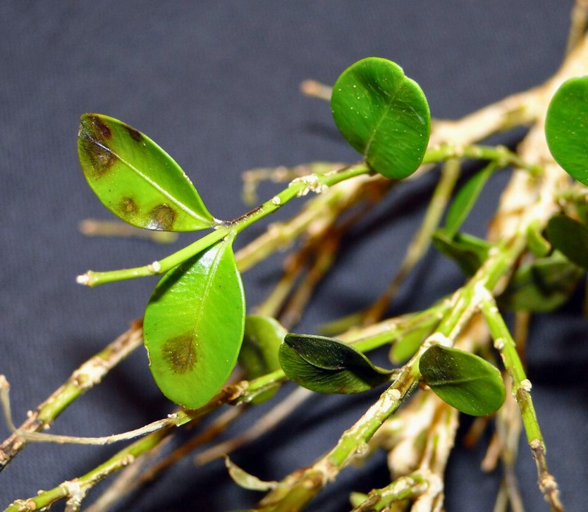 Brown spots on leaves of a boxwood plant.